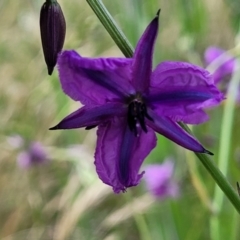 Arthropodium fimbriatum at Fraser, ACT - 15 Nov 2022 04:16 PM