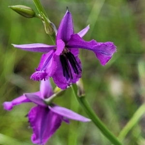 Arthropodium fimbriatum at Fraser, ACT - 15 Nov 2022