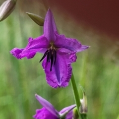 Arthropodium fimbriatum at Fraser, ACT - 15 Nov 2022