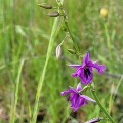 Arthropodium fimbriatum at Fraser, ACT - 15 Nov 2022 04:11 PM