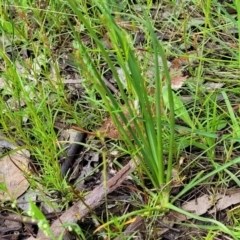 Arthropodium fimbriatum at Fraser, ACT - 15 Nov 2022 04:11 PM