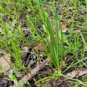 Arthropodium fimbriatum at Fraser, ACT - 15 Nov 2022