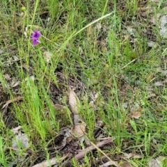 Arthropodium fimbriatum at Fraser, ACT - 15 Nov 2022