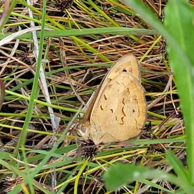 Heteronympha merope (Common Brown Butterfly) at Fraser, ACT - 15 Nov 2022 by trevorpreston