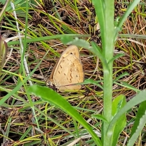 Heteronympha merope at Fraser, ACT - 15 Nov 2022