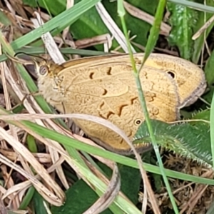 Heteronympha merope at Fraser, ACT - 15 Nov 2022