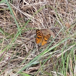 Heteronympha merope at Fraser, ACT - 15 Nov 2022