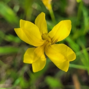 Goodenia pinnatifida at Fraser, ACT - 15 Nov 2022