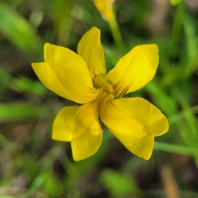 Goodenia pinnatifida (Scrambled Eggs) at Dunlop Grasslands - 15 Nov 2022 by trevorpreston