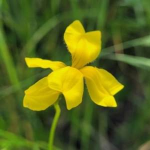 Goodenia pinnatifida at Fraser, ACT - 15 Nov 2022