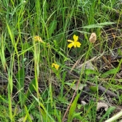 Goodenia pinnatifida at Fraser, ACT - 15 Nov 2022