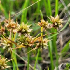 Juncus capitatus (Dwarf Rush) at Dunlop Grasslands - 15 Nov 2022 by trevorpreston