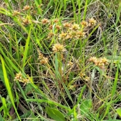 Juncus capitatus at Fraser, ACT - 15 Nov 2022