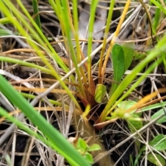 Juncus capitatus at Fraser, ACT - 15 Nov 2022