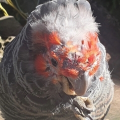 Callocephalon fimbriatum (Gang-gang Cockatoo) at Cook, ACT - 14 Nov 2022 by CathB