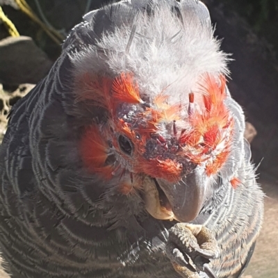 Callocephalon fimbriatum (Gang-gang Cockatoo) at Cook, ACT - 15 Nov 2022 by CathB