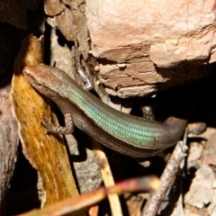 Lampropholis delicata (Delicate Skink) at Bungonia, NSW - 14 Nov 2022 by NathanaelC