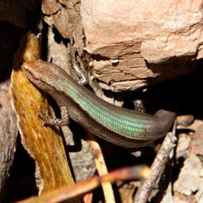 Lampropholis delicata (Delicate Skink) at Bungonia, NSW - 14 Nov 2022 by NathanaelC