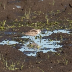 Calidris ruficollis (Red-necked Stint) at Fyshwick, ACT - 15 Nov 2022 by rawshorty