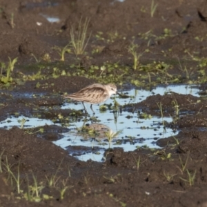 Calidris ruficollis at Fyshwick, ACT - 15 Nov 2022