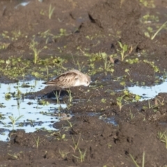 Calidris ruficollis at Fyshwick, ACT - 15 Nov 2022