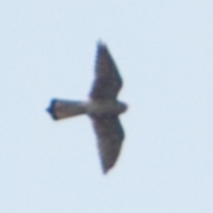 Falco cenchroides (Nankeen Kestrel) at Bungonia, NSW - 12 Nov 2022 by NathanaelC