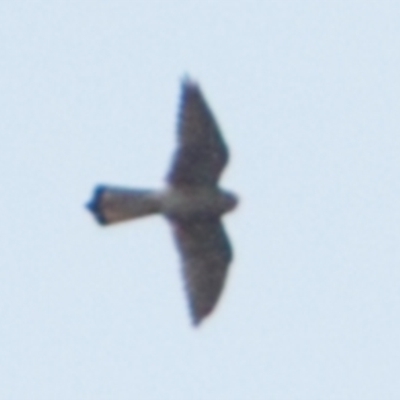 Falco cenchroides (Nankeen Kestrel) at Bungonia, NSW - 12 Nov 2022 by NathanaelC