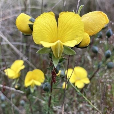 Gompholobium huegelii (Pale Wedge Pea) at Kowen, ACT - 14 Nov 2022 by Komidar