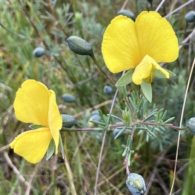 Gompholobium huegelii (Pale Wedge Pea) at Kowen, ACT - 14 Nov 2022 by Komidar