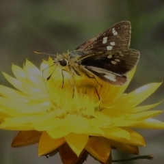 Trapezites luteus (Yellow Ochre, Rare White-spot Skipper) at Mount Taylor - 12 Nov 2022 by JohnBundock