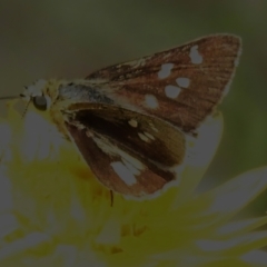 Trapezites luteus at Kambah, ACT - 12 Nov 2022 03:18 PM