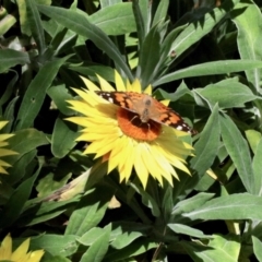 Vanessa kershawi (Australian Painted Lady) at Aranda, ACT - 15 Nov 2022 by KMcCue