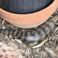 Tiliqua scincoides scincoides (Eastern Blue-tongue) at Aranda, ACT - 11 Nov 2022 by KMcCue