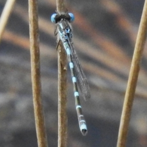 Austrolestes leda at Fisher, ACT - 12 Nov 2022 03:24 PM