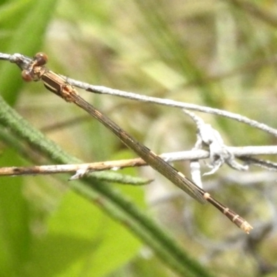 Austrolestes leda (Wandering Ringtail) at Fisher, ACT - 12 Nov 2022 by JohnBundock