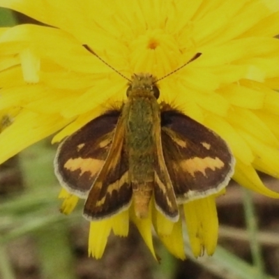 Taractrocera papyria (White-banded Grass-dart) at Stony Creek - 15 Nov 2022 by JohnBundock