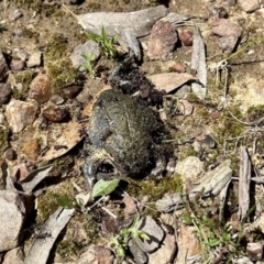 Limnodynastes dumerilii (Eastern Banjo Frog) at Nicholls, ACT - 9 Nov 2022 by KMcCue
