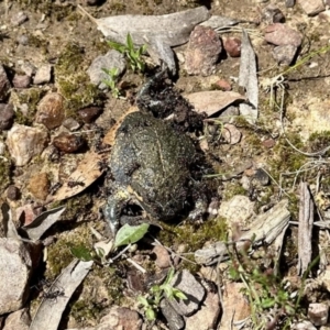 Limnodynastes dumerilii at Nicholls, ACT - 9 Nov 2022