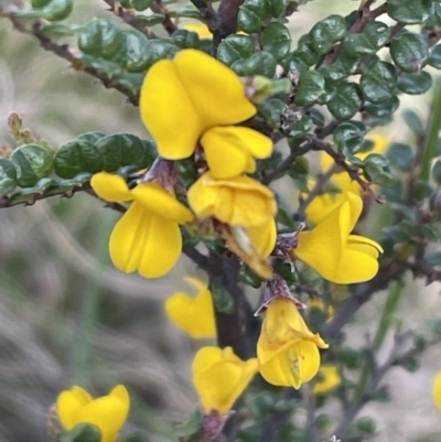 Bossiaea foliosa (Leafy Bossiaea) at Nunnock Swamp - 14 Nov 2022 by JVR