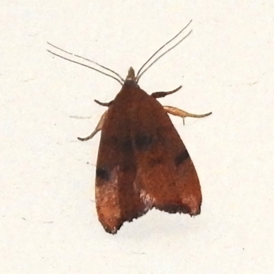 Tortricopsis uncinella (Wingia group) at Wanniassa, ACT - 11 Nov 2022 by JohnBundock