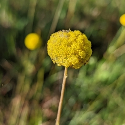 Craspedia variabilis (Common Billy Buttons) at Watson, ACT - 10 Nov 2022 by sbittinger