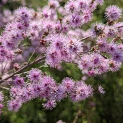 Kunzea parvifolia (Violet Kunzea) at Watson, ACT - 10 Nov 2022 by sbittinger