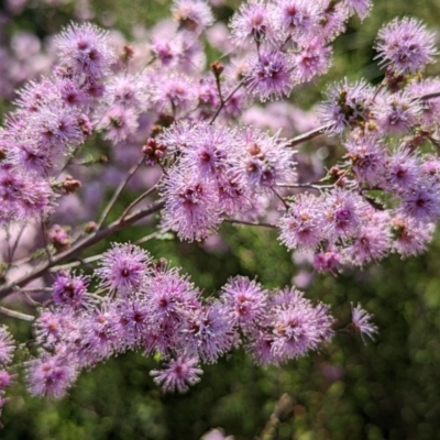 Kunzea parvifolia (Violet Kunzea) at Watson, ACT - 10 Nov 2022 by sbittinger