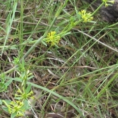 Pimelea curviflora var. sericea (Curved Riceflower) at Weetangera, ACT - 14 Nov 2022 by sangio7
