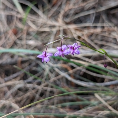 Arthropodium minus (Small Vanilla Lily) at Watson, ACT - 9 Nov 2022 by sbittinger