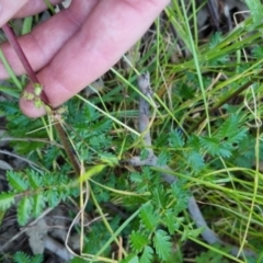 Acaena echinata at Bungendore, NSW - 15 Nov 2022