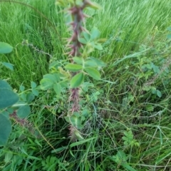 Rosa sp. at Bungendore, NSW - 15 Nov 2022 07:23 PM