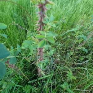 Rosa sp. at Bungendore, NSW - 15 Nov 2022 07:23 PM