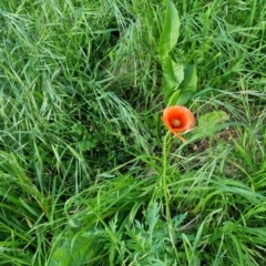 Papaver dubium (Longhead Poppy) at Bungendore, NSW - 15 Nov 2022 by clarehoneydove