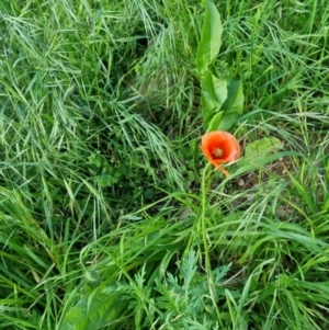 Papaver dubium at Bungendore, NSW - 15 Nov 2022 07:09 PM